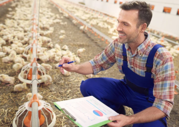 Governo de Alagoas fortalece o setor avícola alagoano