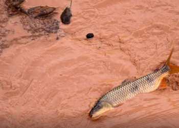 Samarco e Vale são multadas em mais de R$ 1,8 bilhão