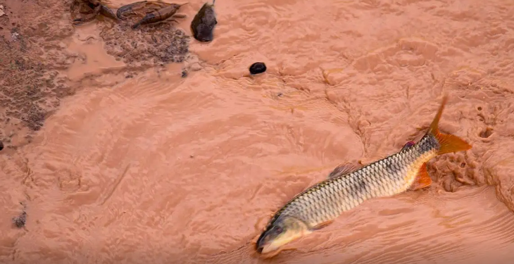 Samarco e Vale são multadas em mais de R$ 1,8 bilhão