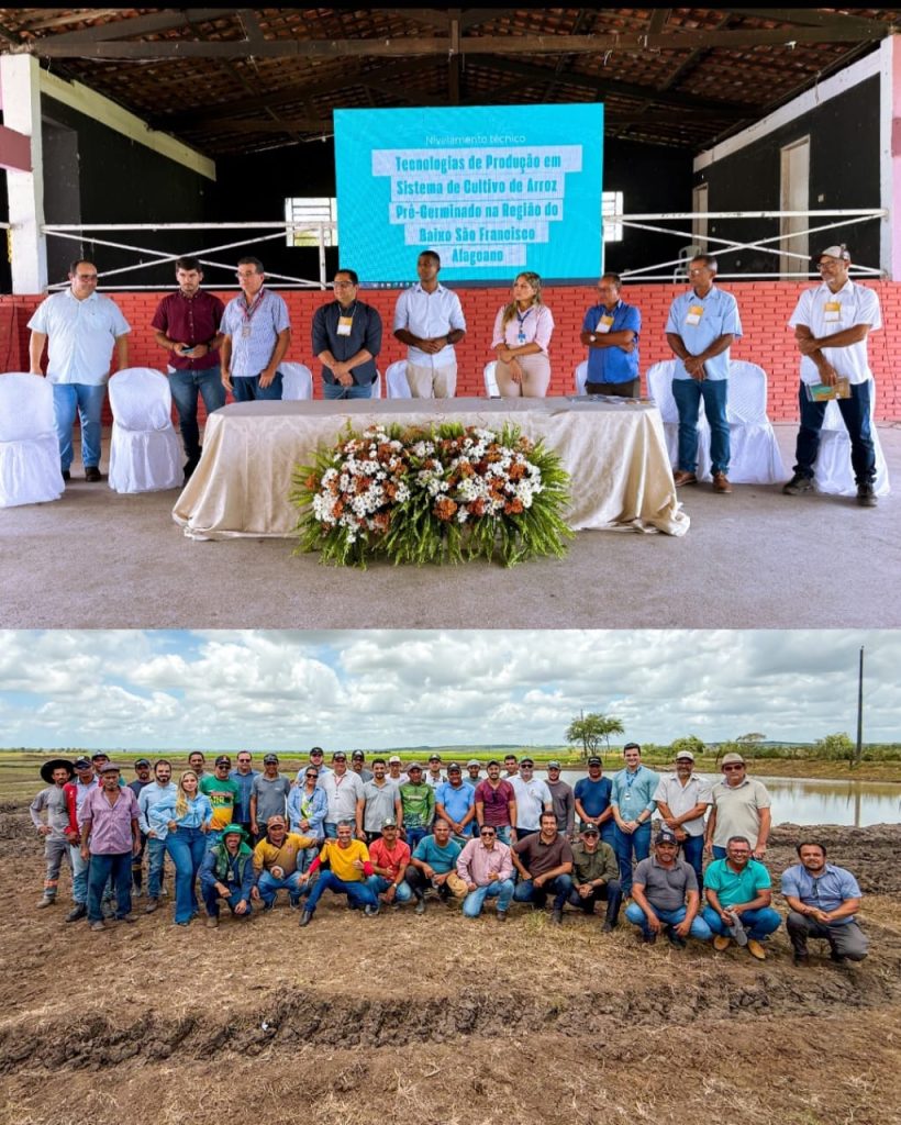 Inovação e tecnologia impulsionam a rizicultura de Igreja Nova
