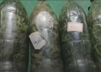 Goiás: cachaça com maconha é apreendida em fiscalização contra metanol