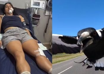 Ciclista sofre ataque de pássaro ‘irritado’ e tem múltiplas fraturas no rosto e no pescoço