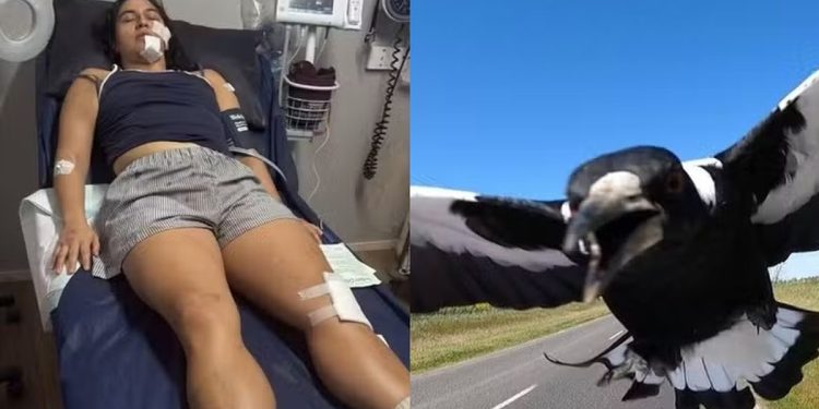 Ciclista sofre ataque de pássaro ‘irritado’ e tem múltiplas fraturas no rosto e no pescoço