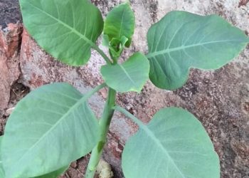 Envenenamento por “Falsa Couve” deixa quatro pessoas em estado grave em MG