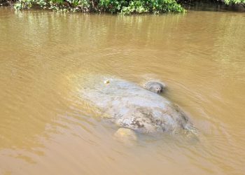 Nascimento de peixe-boi em Porto de Pedras reforça turismo responsável e conservação da espécie