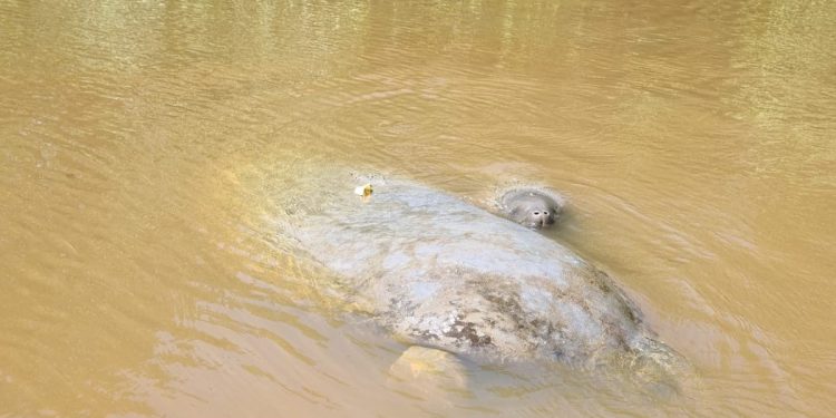 Nascimento de peixe-boi em Porto de Pedras reforça turismo responsável e conservação da espécie