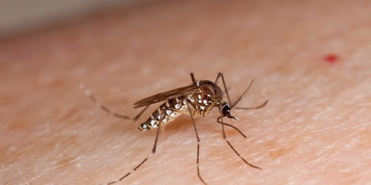 Casos de dengue em Alagoas ultrapassam 7 mil em 2025, e Sesau intensifica ações de combate ao mosquito
