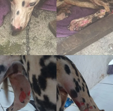 Preso após incendiar casa da companheira e ferir cachorro é reincidente em violência doméstica
