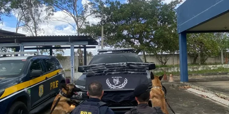 Homem é preso com 17 kg de maconha durante abordagem a ônibus em São Sebastião