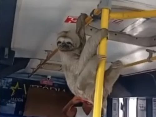 Bicho-preguiça em micro-ônibus: animal foi resgatado por motorista e levado ao IMA