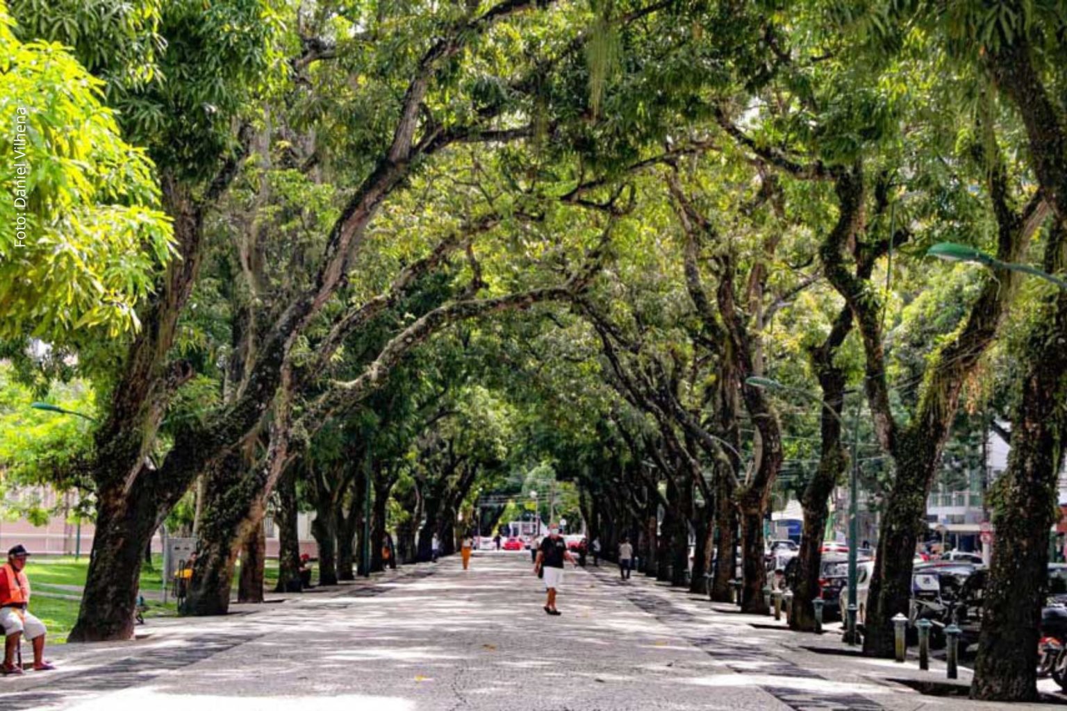 COP30: Brasil lança plano nacional para ampliar arborização nas cidades