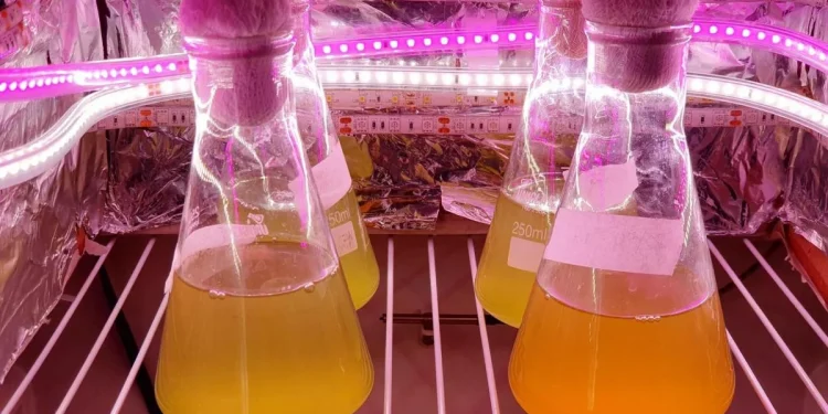 Pesquisadores da Unesp usam bactérias para gerar eletricidade.