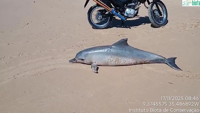 Boto-cinza é encontrado morto na Barra de Santo Antônio, litoral norte de Alagoas