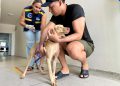 Girau do Ponciano supera meta e vacina mais de 90% dos animais domésticos