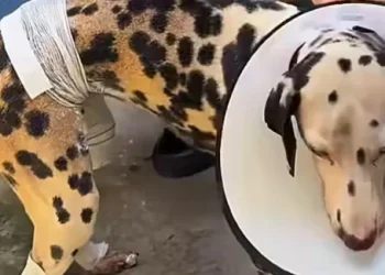 Homem incendeia casa após ameaçar tutora e fere cadela em Maceió; polícia investiga o caso