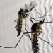 Dia D de combate ao Aedes aegypti ocorre neste sábado em todo o país