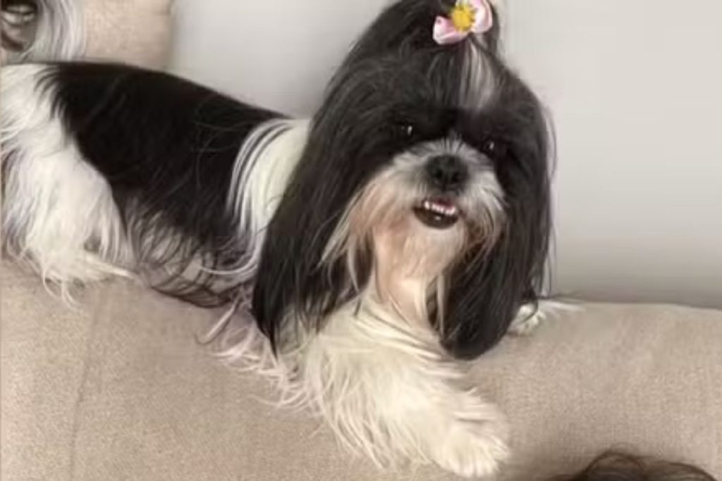 Cadela shih tzu morre após ser esquecida dentro de carro de pet shop