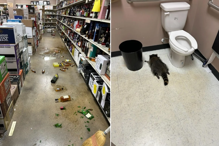 Guaxinim invade loja de bebidas, causa prejuízo e fica bêbado