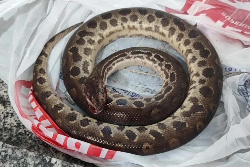 Homem morde sucuri para se livrar de ataque e acaba matando o animal em Mococa