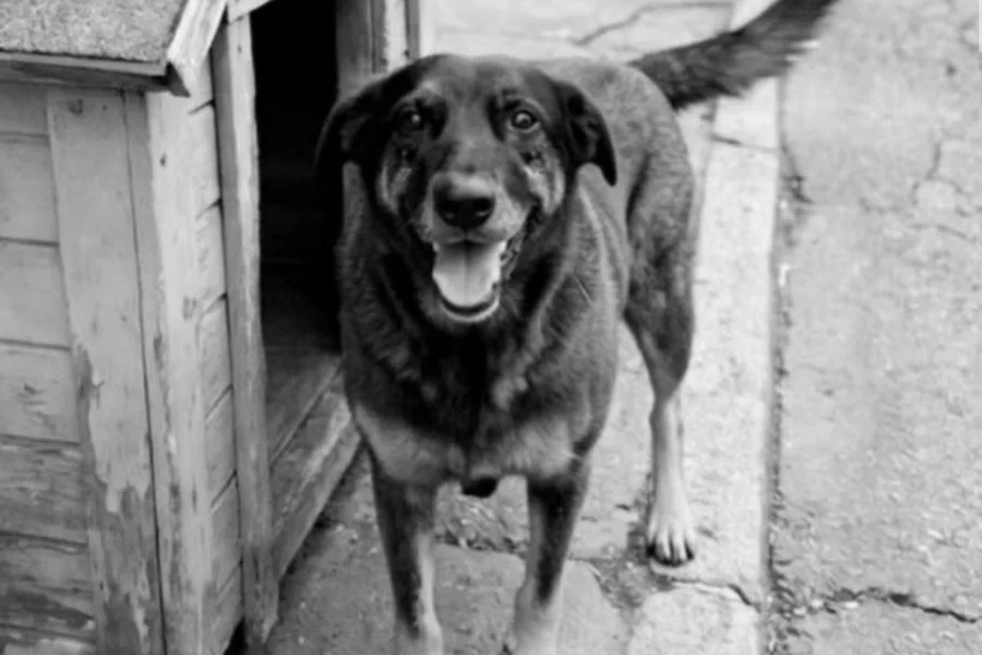 Caso do cão Orelha reacende debate sobre redução da maioridade penal