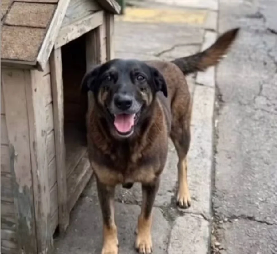 Morte do cão Orelha: polícia identifica suspeitos e marca depoimentos
