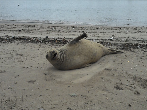 Elefante-marinho é encontrado na Praia do Francês e chama atenção de turistas