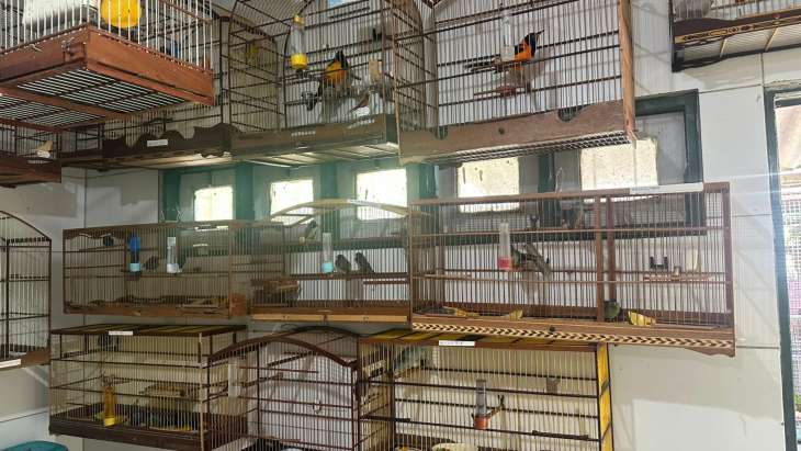 Aves resgatadas no Aeroporto de Maceió passam por reabilitação no Cetas