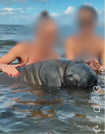 Família de turistas causa polêmica após divulgar vídeo tocando em peixe boi no Litoral Norte