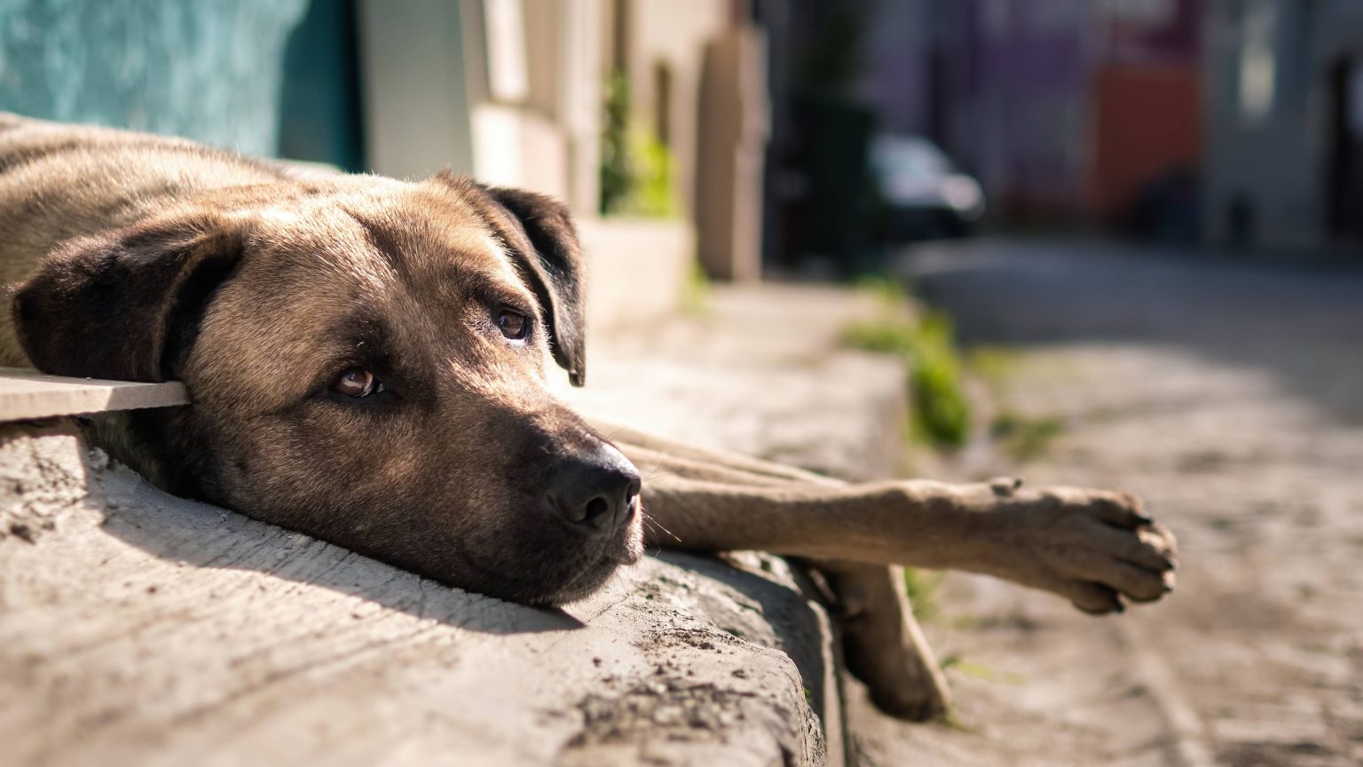 Lei que proíbe abandono de pets por mais de 36h avança em Alagoas com multa de até R$ 30 mil