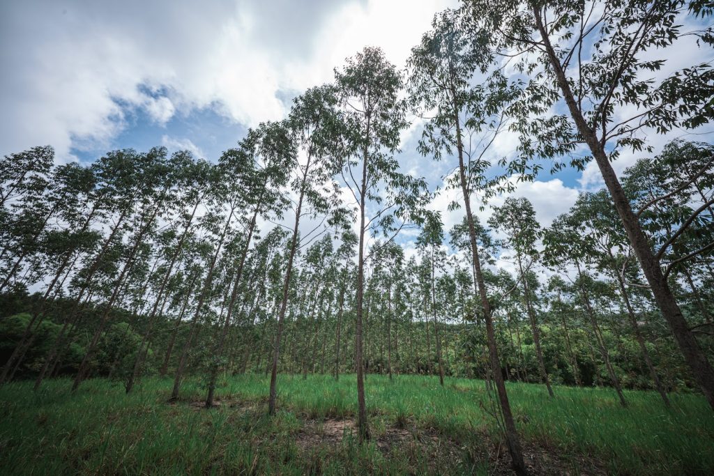 Eucalipto ganha espaço em Alagoas e fortalece modelo que une pecuária e sustentabilidade